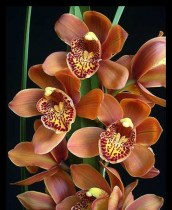 Cymbidium Enzan Forest Majollica